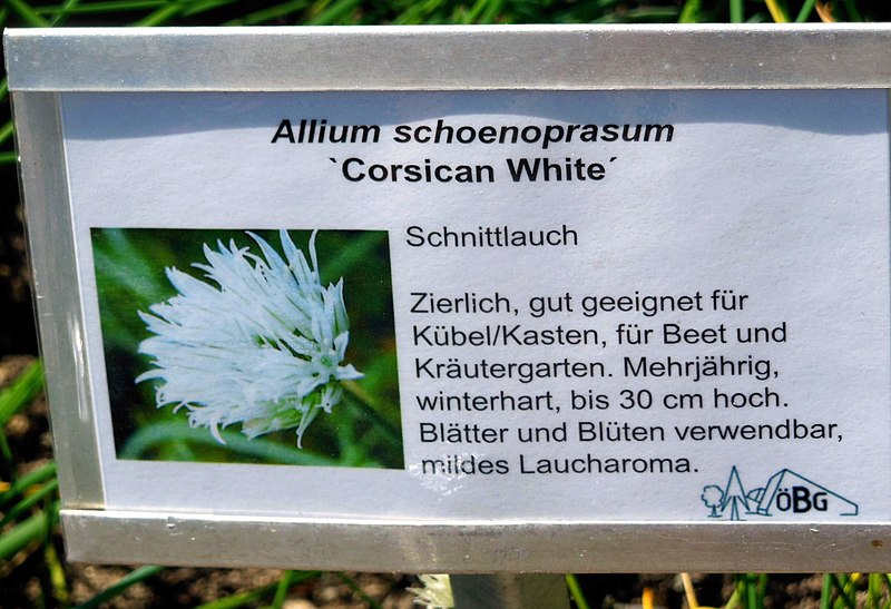 File:Allium schoenoprasum Corsican White.jpg