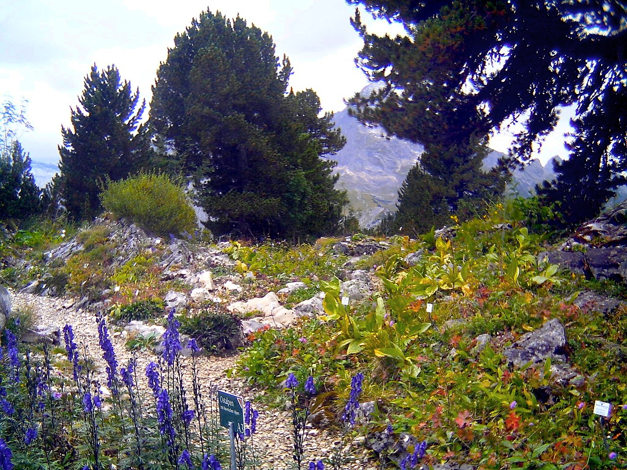 Alpine garden