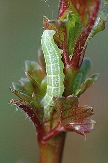 March moth caterpillar on midland hawthorn plant Alsophila aescularia caterpillar - Lindsey.jpg