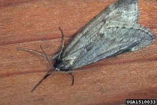 <i>Alsophila pometaria</i> Species of moth
