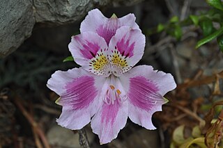 <i>Alstroemeria pelegrina</i> Species of flowering plant in Inca-lily family