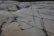 English: Rock art in the world heritage area in Alta, Norway. This is from the area Bergbukten 1, a group of some 900 figures. 23-25 m above sea level, and 6000-7000 years old.