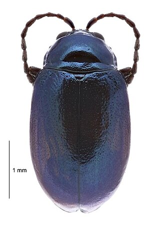 <i>Altica cirsicola</i> Species of beetle