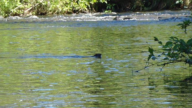 American Mink (Neovison vison)