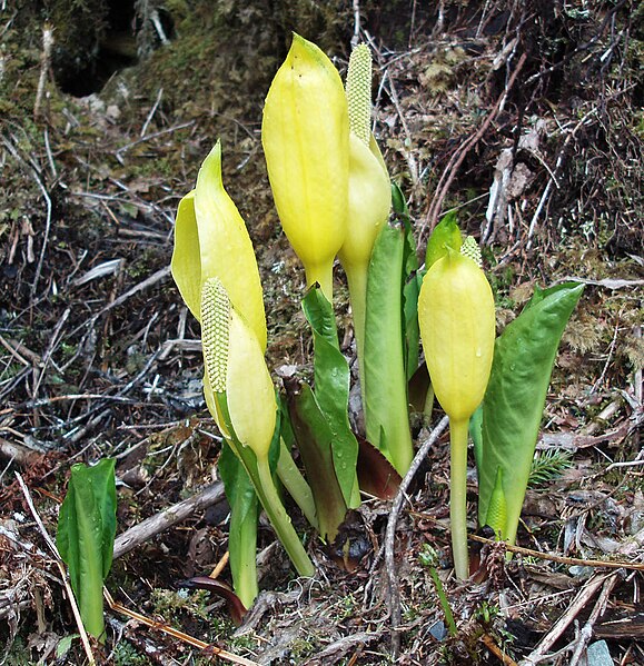 File:American skunk cabbage.jpg