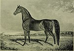 Thumbnail for File:American stallion register - including all stallions prominent in the breeding of the American roadster, trotter and pacer, from the earliest records to 1902. And this includes nearly all imported (18157926902).jpg