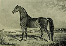 Amerika stallion register - termasuk semua kuda menonjol di peternakan Amerika roadster, trotter dan perintis, dari catatan paling awal untuk tahun 1902. Dan ini mencakup hampir semua diimpor (18157926902).jpg