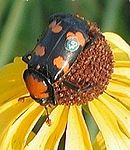 Amerikanischer Totengraber (Nicrophorus americanus).jpg