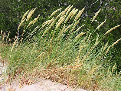 Piaskownica zwyczajna (Calamagrostis arenaria syn. Ammophila arenaria), wydmy, 2020-07-03