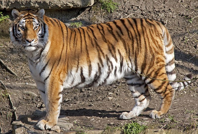 O tigre siberiano, veloz caçador em perigo de extinção