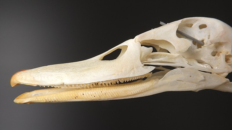 File:Anatidae - beak detail.jpg