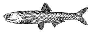 European anchovy (Engraulis encrasicolus)