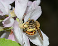 Andrena melittoides female 1.jpg