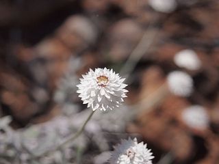 <i>Anemocarpa</i> Genus of flowering plants