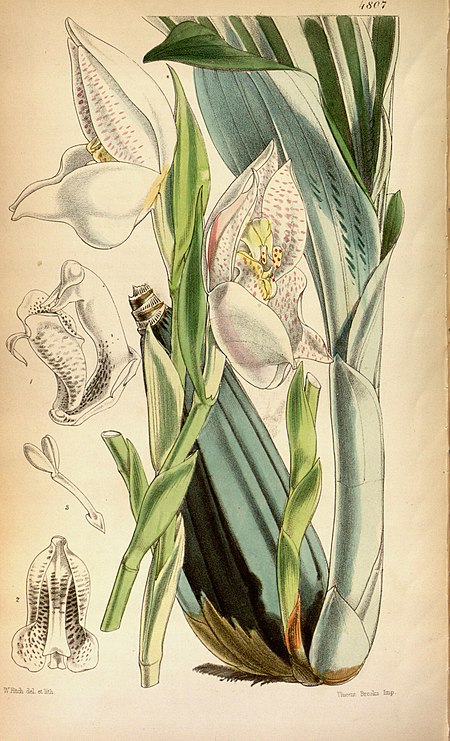 Anguloa uniflora