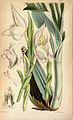 Anguloa uniflora plate 4807 in: Curtis's Bot. Magazine (Orchidaceae), vol. 80, (1854)