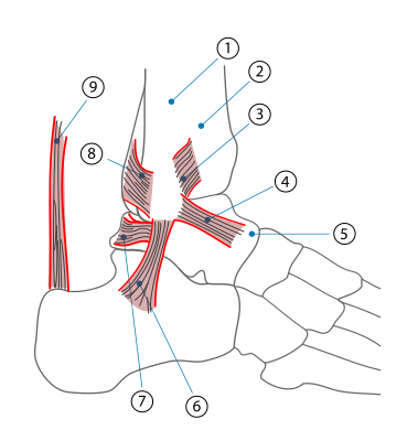 File:Ankle.svg