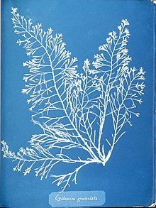 Anna Atkins Cystoseira granulata.jpg