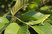 Anolis porcatus върху листа в Куба.jpg