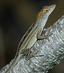 Anolis sagrei female