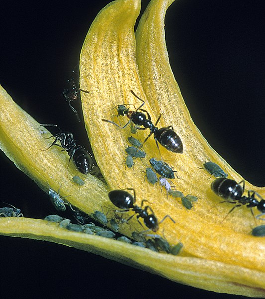 File:Ants milking aphids (Honeydew) (NZAC06003293).jpg