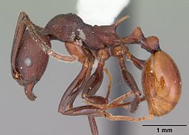 Aphaenogaster tennesseensis