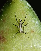 Aphis nerii (Oleander aphid), exuvia