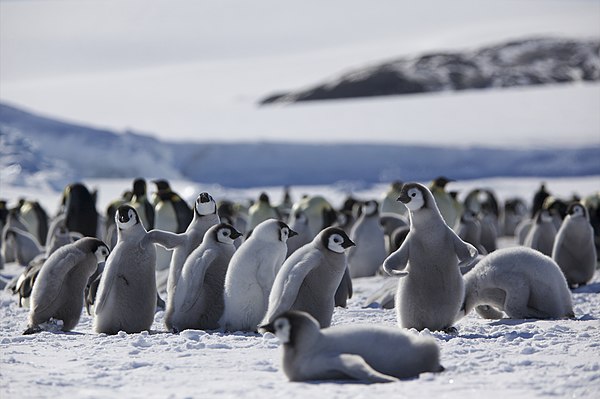 Penguins huddling in the Antarctic