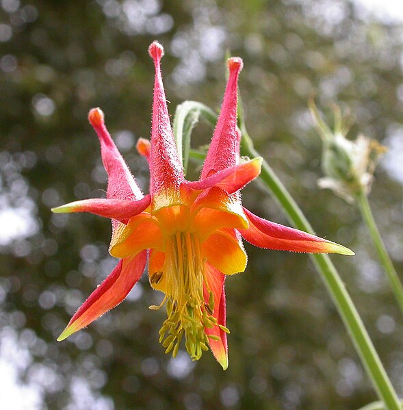 File:Aquilegia formosa flower 2003-08-11.jpg