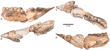 Lower jaw Aquilops jaw.png