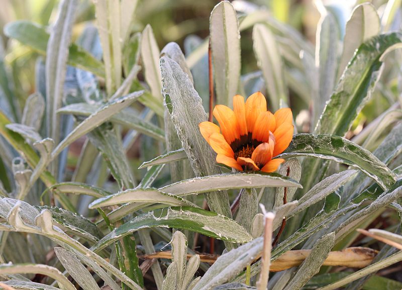 File:Arachnoid leaves of unidentified Gazania 2012 07 05 7252s.JPG