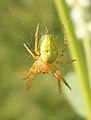 Araniella cucurbitina