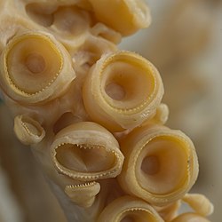 #341 (16/7/1992) Closeup of the tentacular suckers of the same specimen