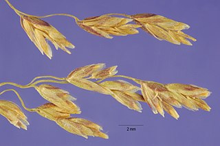 <i>Arctophila fulva</i> Species of grass