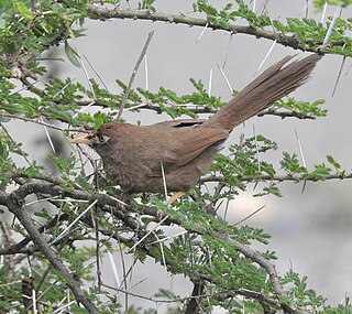 <span class="mw-page-title-main">Scaly chatterer</span> Species of bird