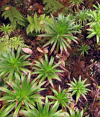 <i>Argyroxiphium grayanum</i> Species of plant