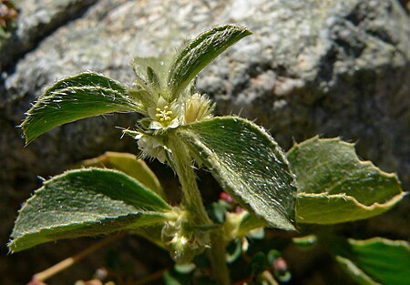 Argythamnia