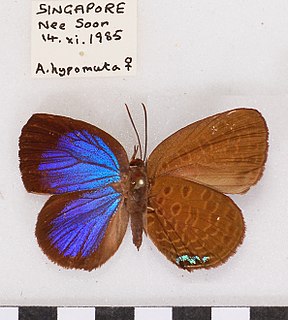 <i>Arhopala hypomuta</i> Species of butterfly