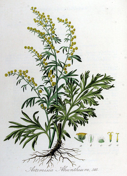 File:Artemisia absinthium — Flora Batava — Volume v8.jpg