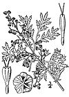 Artemisia annua(01).jpg