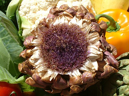 Artichoke flower, DSCF1621