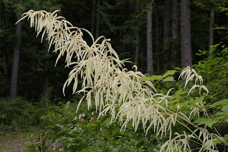 File:Aruncus dioicus 1549.JPG