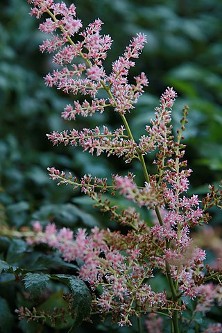 <i>Astilbe simplicifolia</i> Species of plant in the genus Astilbe