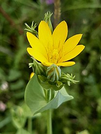 Aston Rowant - Yellow-Wort.jpg