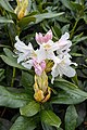 * Nomination: Rhododendron at Biddulph Grange --Mike Peel 23:26, 10 August 2023 (UTC) * * Review needed