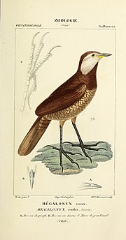 Thumbnail for File:Atlas de Zoologie, ou collection de figures d'Animaux nouveaux, ou peu connus avec une explication (1844) (20156249010).jpg