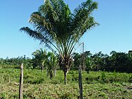 Guyanese State Tree