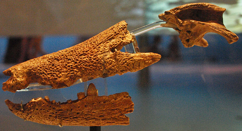 File:August 1, 2012 - Hamadasuchus rebouli Skull on Display at the Royal Ontario Museum (ROM 52620).jpg