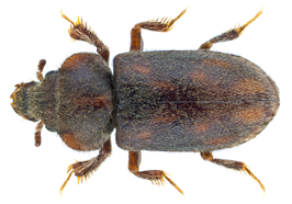 Heterocerus maritimus