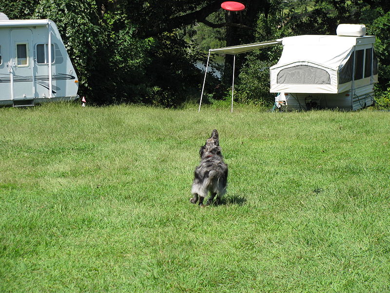 File:AustralianShepardFrisbee.jpg